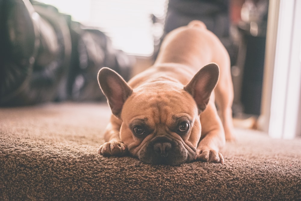 La Importancia de las Mascotas en Nuestras Vidas